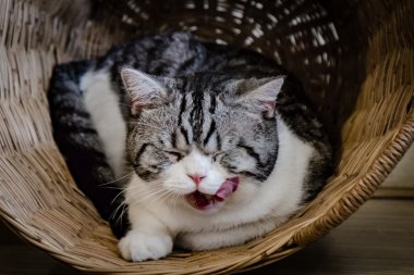 Ahşap sepet içinde Gri kedi