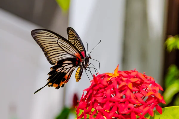 Tragar cola mariposa mariposa alimentación de flores rojas — Foto de Stock
