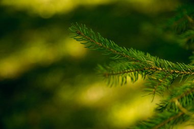 Parktaki Noel ağacı..