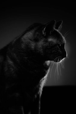 Siyah beyaz bir kedi.