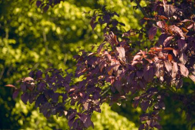Parkta yeşil yapraklar