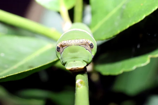 Verme verde em cima do limoeiro . — Fotografia de Stock