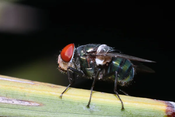 Närbild av fluga på grönt blad — Stockfoto