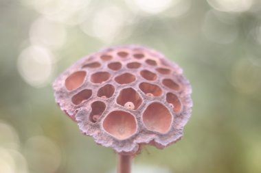 ayrılmadan önce solgunluk lotus