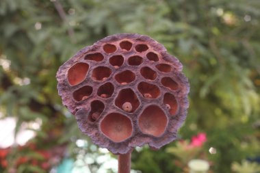 ayrılmadan önce solgunluk lotus