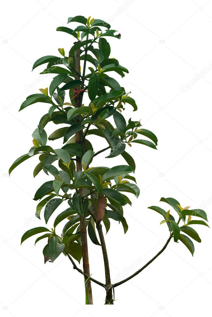 A small mangosteen tree with a prop. The tree was born from the graft. On isolated white background with clipping path.