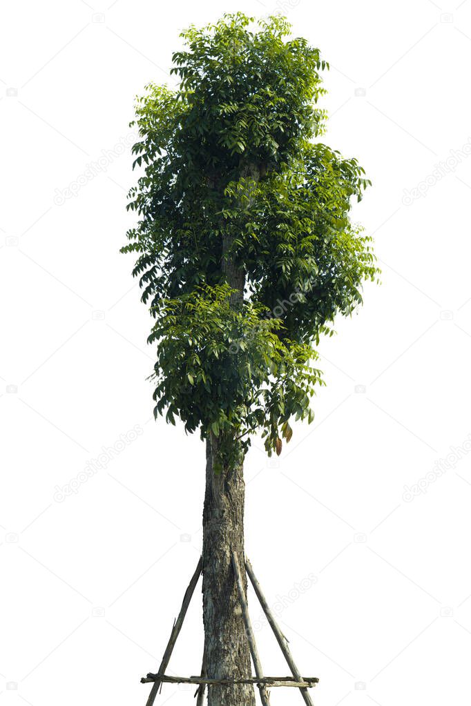 Mahogany trees with pruning and prop to keep them from falling. For garden decoration. Background and textured and isolated white background.