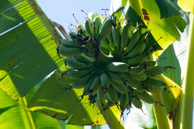 Muz şekerinin doğası bahçedeki ağaç fidanlığında yetiştirilmiş muz meyvesiyle aynıdır. Parlak gökyüzünün altında.