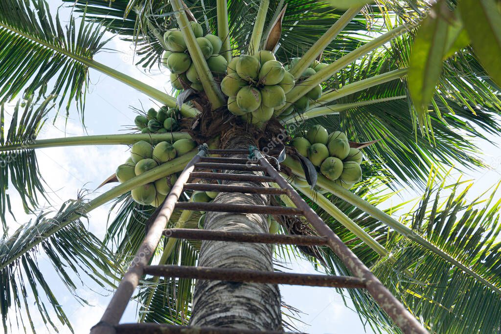 Coconut fruit tree is full of fresh, Under the sky at day. with iron staircase.