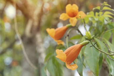Turuncu Esperanza veya Orange Star Tecoma. Ağaç arkaplanı bulanık olan ağaçta..