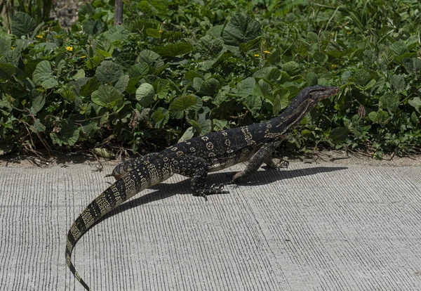 Animal reptile of Common Water Monitor or Bengal monitors are smaller than water monitors. Crawling on concrete concrete roads with waterfront plants.