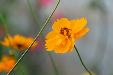 Soyut doğa arka plan yakın plan kozmos çiçek portakal rengi polenleri bahçede çiçek açar. Yeşil kainatın dalları bulanık.