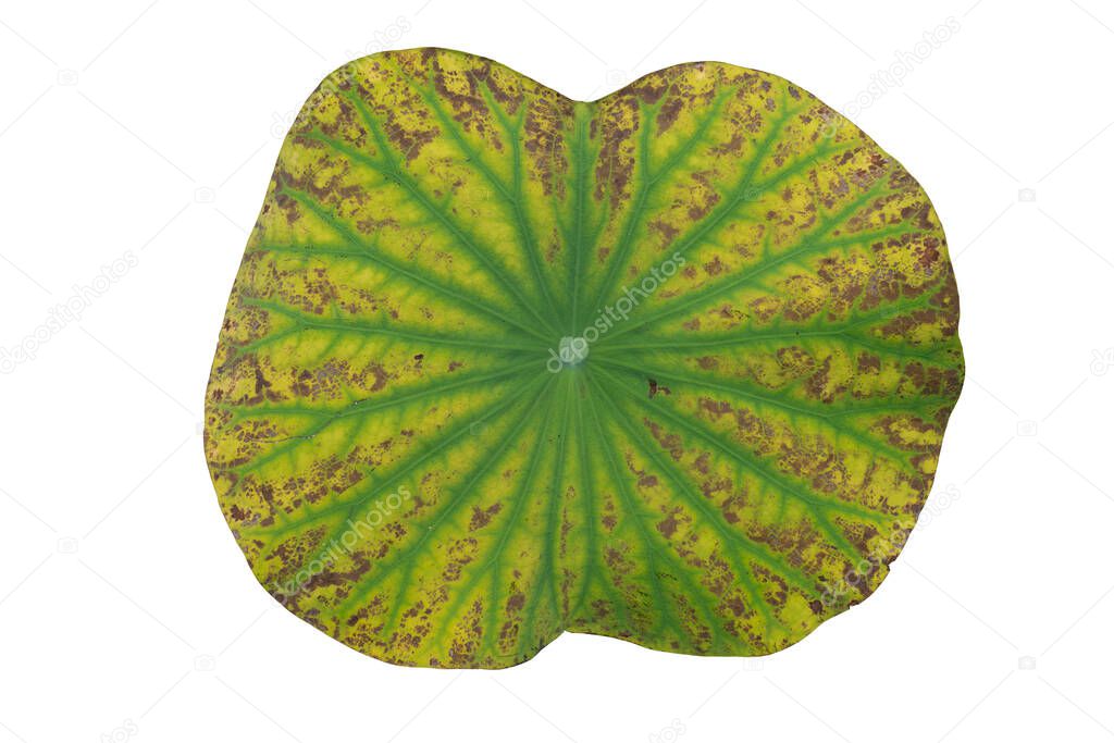 Top of lotus or lily green leaves is speckled. on isolated white background with clipping path.