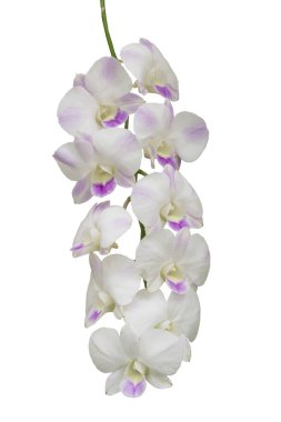 Orkide çiçekleri beyaz ve pembe renktedir. kırpma yolu ile izole edilmiş beyaz arkaplan.
