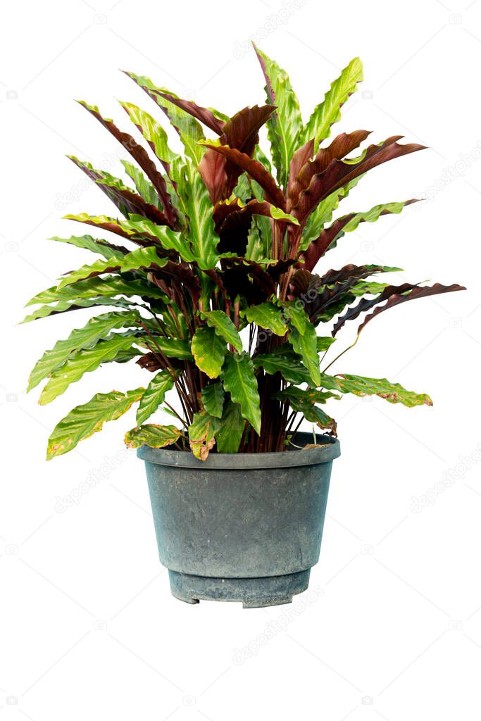 Calathea rufibarba Fenzl Tree on old plastic black pot. Air purifying plants for indoor planting. On isolated white background with clipping path.