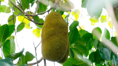 Parlak yeşil meyveler ağacın ortasındaki bir dala saklanıp sallanıyorlar. Meyvenin olgunlaştığında tatlı bir tadı vardır ve tohumlar pişirmek için kaynatılabilir. Yoğun yeşil yapraklarla kaplı..