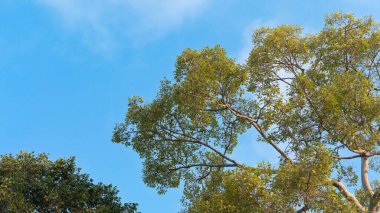 Dalları yemyeşil yapraklarla kaplı büyük ağaçların tepesinde. Mavi gökyüzünün altında.