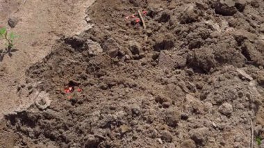 4K. Mısır tohumu ektikten sonra çukur kazmak için geleneksel çapa kullanan bir çiftçiye yaklaş. Tayland 'ın kırsal kesimlerinde elle yapılan arazi bitirme ve sürdürülebilir tarım teknikleri..