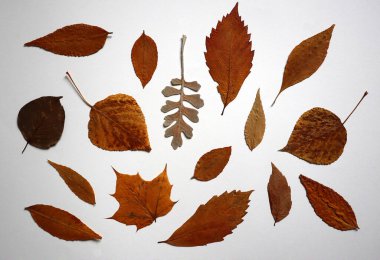 Beyaz arka planda çeşitli şekil ve renklerden oluşan kuru sonbahar yaprakları koleksiyonu. Tasarım, altyapı, çerçeve veya eğitim malzemeleri için elementler. Düzlük, bitki örtüsü, korunmuş bitkiler, kopyalama alanı.