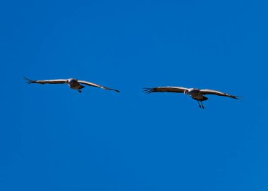 Kum tepesi turnaları (antigone canadensis) Wilcox AZ yakınlarındaki kışlık evlerinde uçuyor