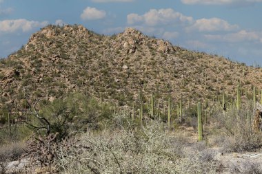 Güney Arizona 'nın kuraklığa dayanıklı Sonoran çölü manzarası