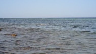 Bir kadın kızıl denizde yüzüyor