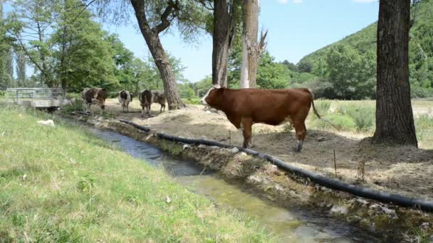 Vacas em um prado — Vídeo de Stock