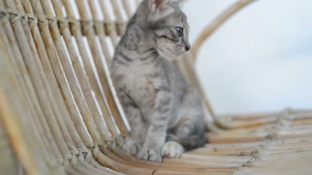 Leuk Katje zittend op een houten stoel — Stockvideo