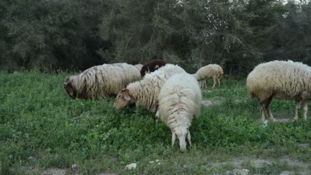 Un troupeau de moutons paissent sur un champ vert 