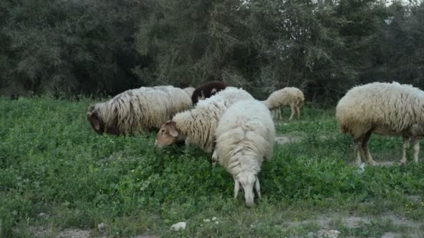 A Flock of Sheep Grazes on a Green Field — Stock Video