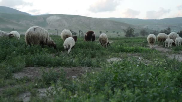 Een kudde schapen schaafwonden op een groen veld - breed — Stockvideo