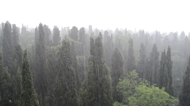 森林中的大雨 — 图库视频影像