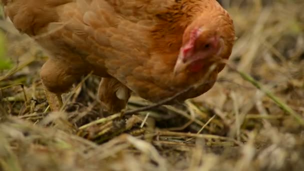 Uma galinha está coçando para comer em uma pilha de feno — Vídeo de Stock