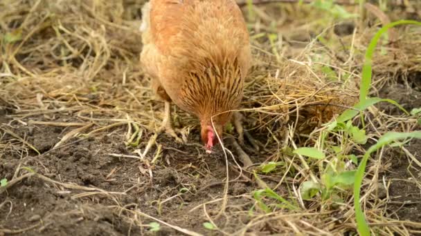 Kuře je poškrábání pro potraviny v hromadu sena — Stock video