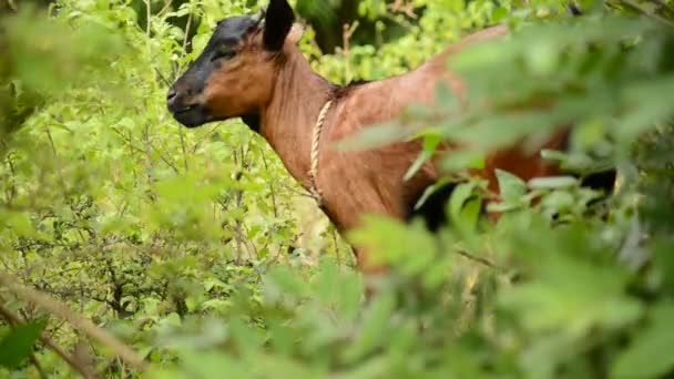 A goat grazing on a green farm — Stock Video