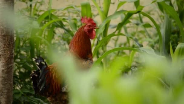 Un gallo cantando en la granja — Vídeos de Stock