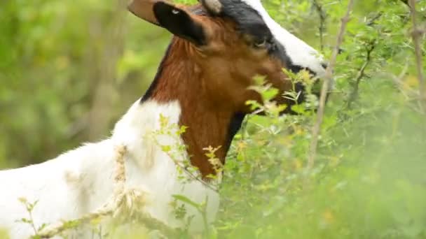 Una cabra pastando en una granja verde — Vídeos de Stock