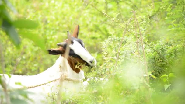 Una cabra pastando en una granja verde — Vídeo de stock