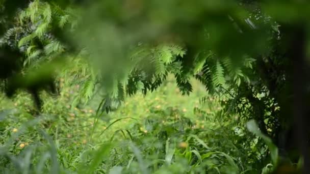 Afrika biofarm. — Stock videók