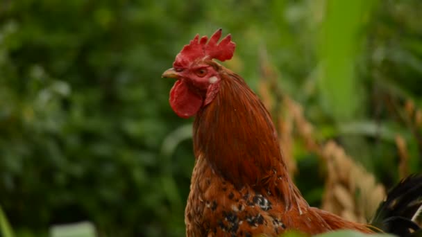 Close up of a rooster in the farm — Stock Video
