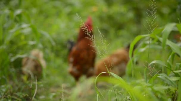 Hühnerherde weidet auf dem Hof — Stockvideo