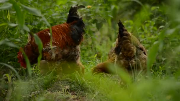 Κοπάδι του κοτόπουλου είναι βοσκότοποι στο αγρόκτημα — Αρχείο Βίντεο
