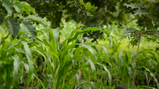 Maize plant is blowing in the wind — Stock Video