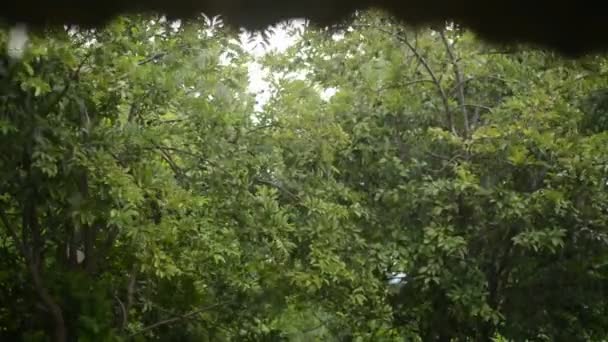 Esik az eső, a tető a farm zöld háttér — Stock videók