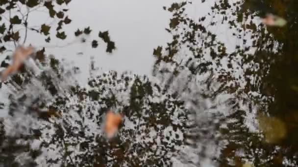 木の反射の水に浮かんでいる葉. — ストック動画