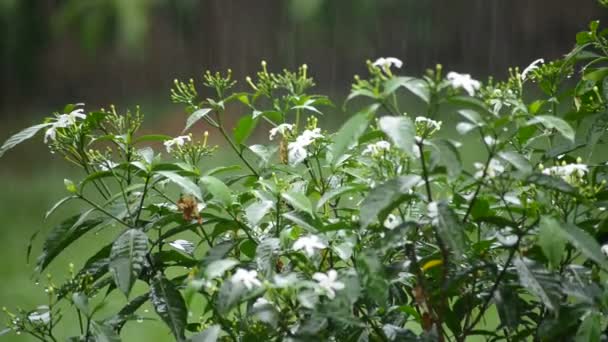 Chuva caindo na estrada — Vídeo de Stock