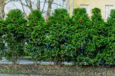 Çimenlik detaylarını, bahçe düzenini ve sürdürülebilir dış sınır tasarım elementini gösteren, her zaman yemyeşil ağaçlardan oluşan yoğun sıra doğal çit oluşturur.
