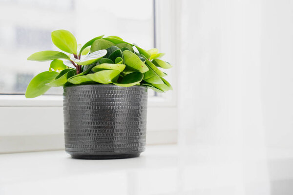Leafy houseplant in dark ceramic pot standing on illuminated windowsill with smooth surfaces and light fabric backdrop enhancing clean minimal interior atmosphere