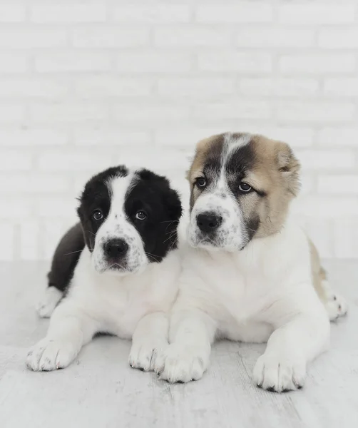 Cachorros Alabai sobre fondo blanco en el Studio . — Foto de Stock