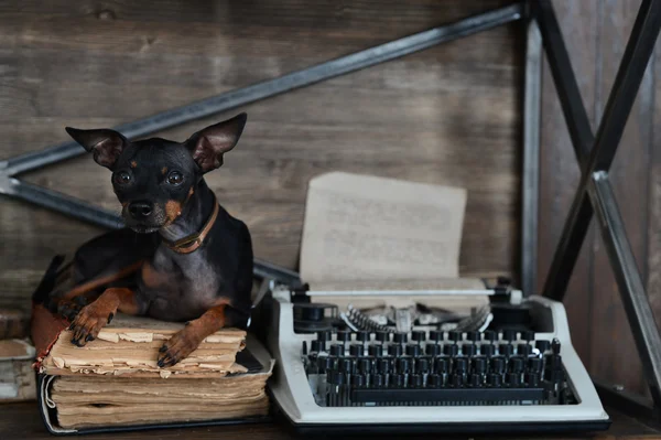 Little beautiful black dog and antiques and old typewriter and old manuscripts and books. — Stock Photo, Image